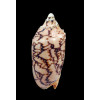 vespertilio mitis 101,0mm