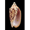 vespertilio mitis 101,0mm