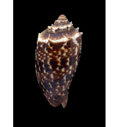 cymbiola 70,0mm