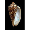 cymbiola 70,0mm