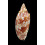 cracenta 69,8mm