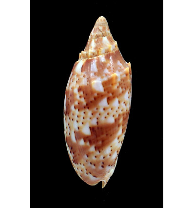 cracenta 69,8mm