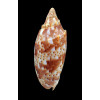 cracenta 69,8mm