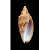 cracenta 69,8mm