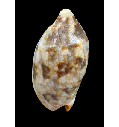 rutila piperita 62,0mm