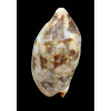 rutila piperita 62,0mm