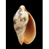 rutila piperita 62,0mm