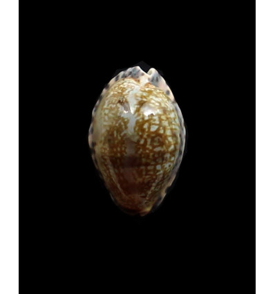 arabicula 30,0mm