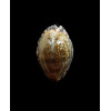 arabicula 30,0mm