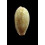 chinensis 51,0mm