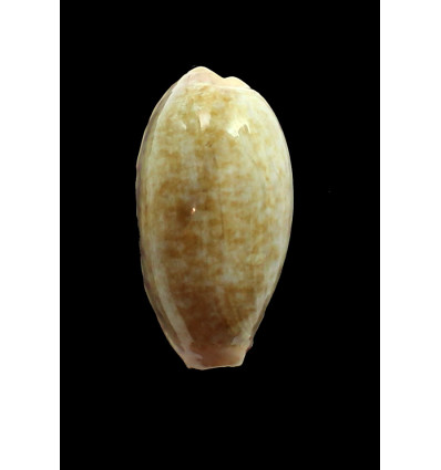 chinensis 51,0mm