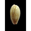 chinensis 51,0mm