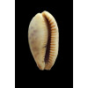 chinensis 51,0mm