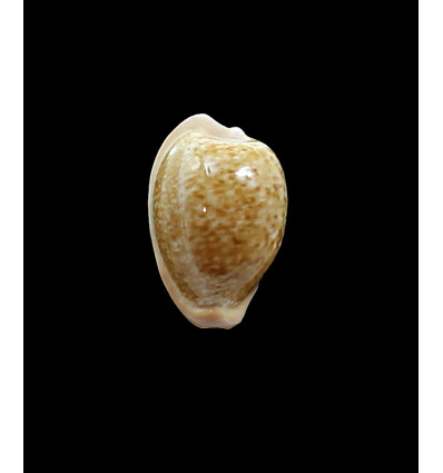 fuscorubra 37,0mm BIG