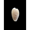 capensis gonubiensis 33,0mm BIG