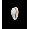 capensis 33,0mm BIG