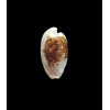 capensis 29,0mm SUPERB