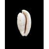 capensis 29,0mm SUPERB