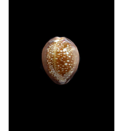 englerti 26,5mm BIG