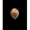englerti 26,5mm BIG