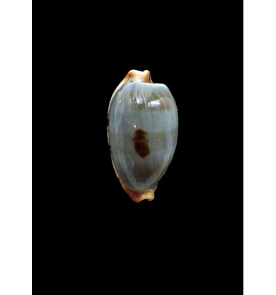 stolida diauges 34,6mm  DARK
