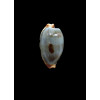 stolida diauges 34,6mm  DARK