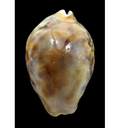 tigris 82,0mm ROSTRATE