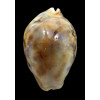 tigris 82,0mm ROSTRATE