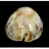 tigris 82,0mm ROSTRATE