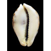 tigris 82,0mm ROSTRATE
