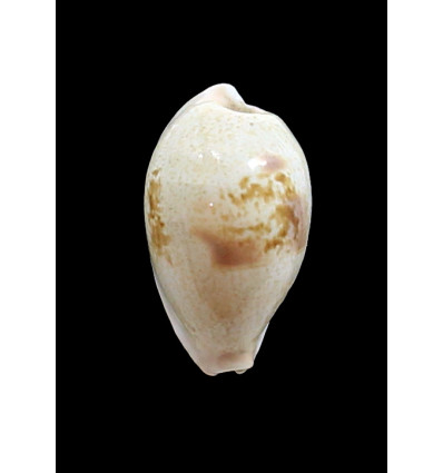 subviridis dorsalis 41,3mm GIANT