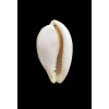 subviridis dorsalis 41,3mm GIANT