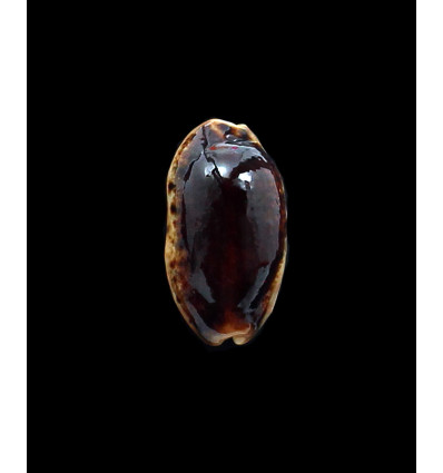 caurica 38,0mm NIGER