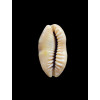 caurica 38,0mm NIGER