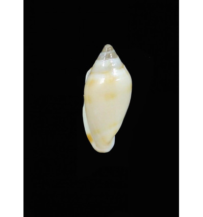 guionneti 15,7mm RARE
