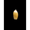 cinnamomea 21,1mm SINISTRAL
