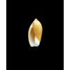 cinnamomea 21,1mm SINISTRAL
