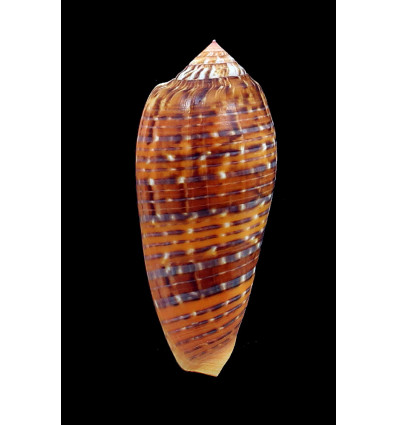 dusaveli 83,0mm EXCEPTIONAL
