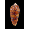 dusaveli 83,0mm EXCEPTIONAL