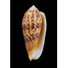 dusaveli 83,0mm EXCEPTIONAL