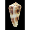 magus raphanus 90,0mm GIANT