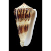 magus raphanus 90,0mm GIANT