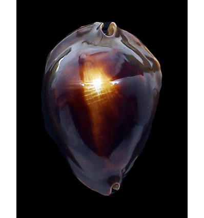 rosselli satiata 51,0mm SUPERB