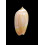 gibbosa flavescens 57,0mm