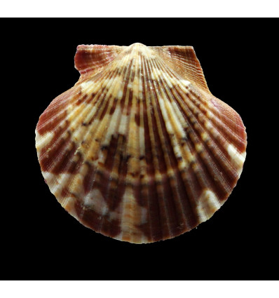 flabellum 48,0mm