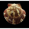 flabellum 48,0mm
