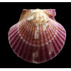 flabellum 48,0mm