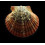 flabellum 53,0mm