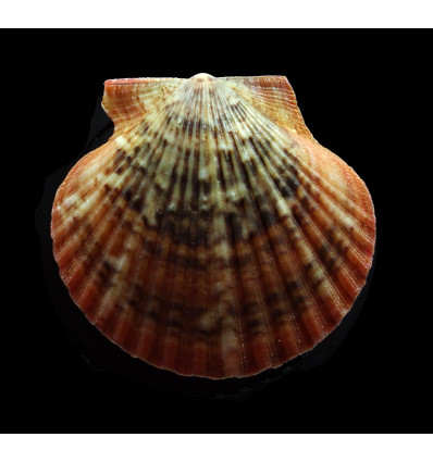 flabellum 53,0mm