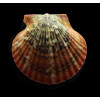 flabellum 53,0mm